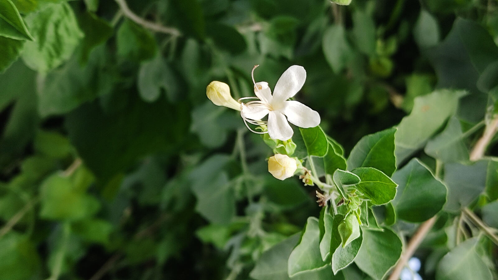 Clerodendrum Phlomidis Linn