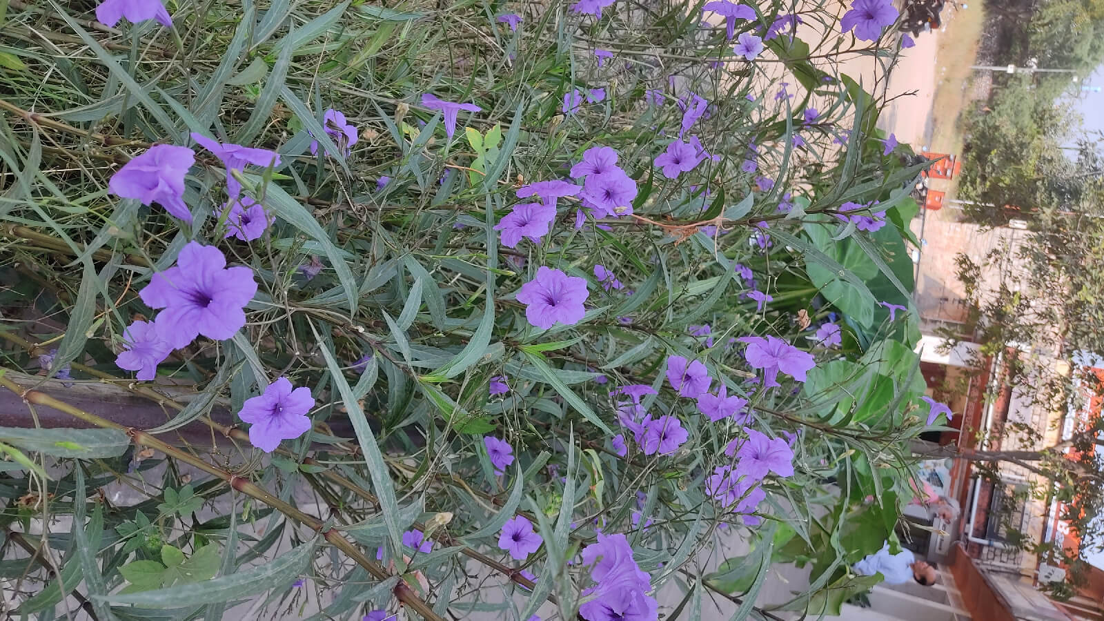 Ruellia simplex