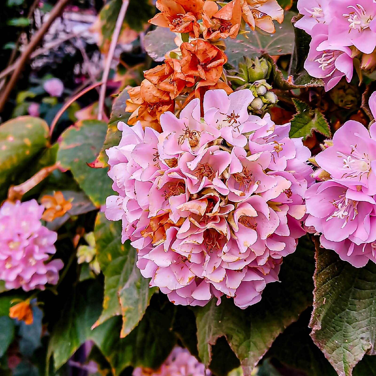 Dombeya Spectabilis