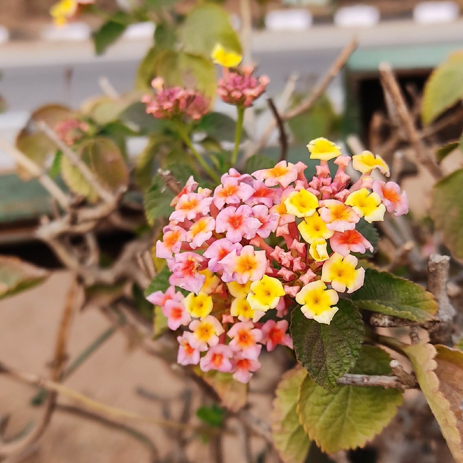 Lantana camara