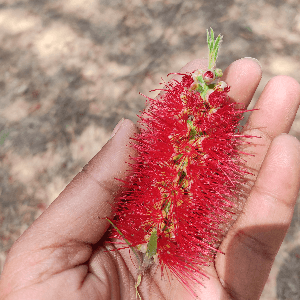 Callistemon viminalis