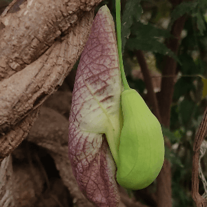 Aristolochia littoralis