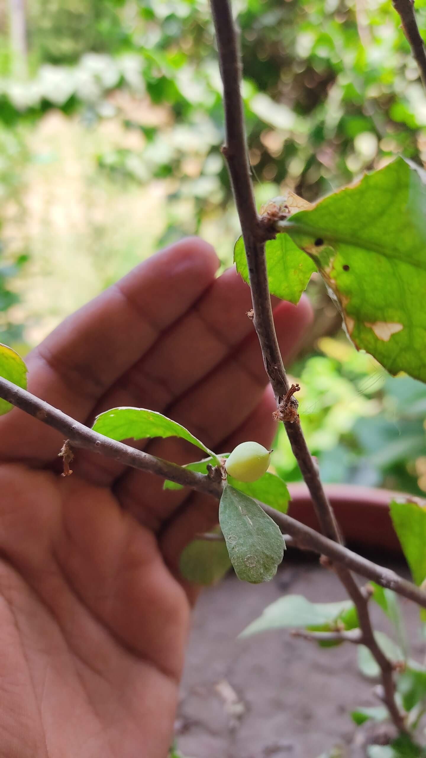 Commiphora wightii Family: BURSERACEAE