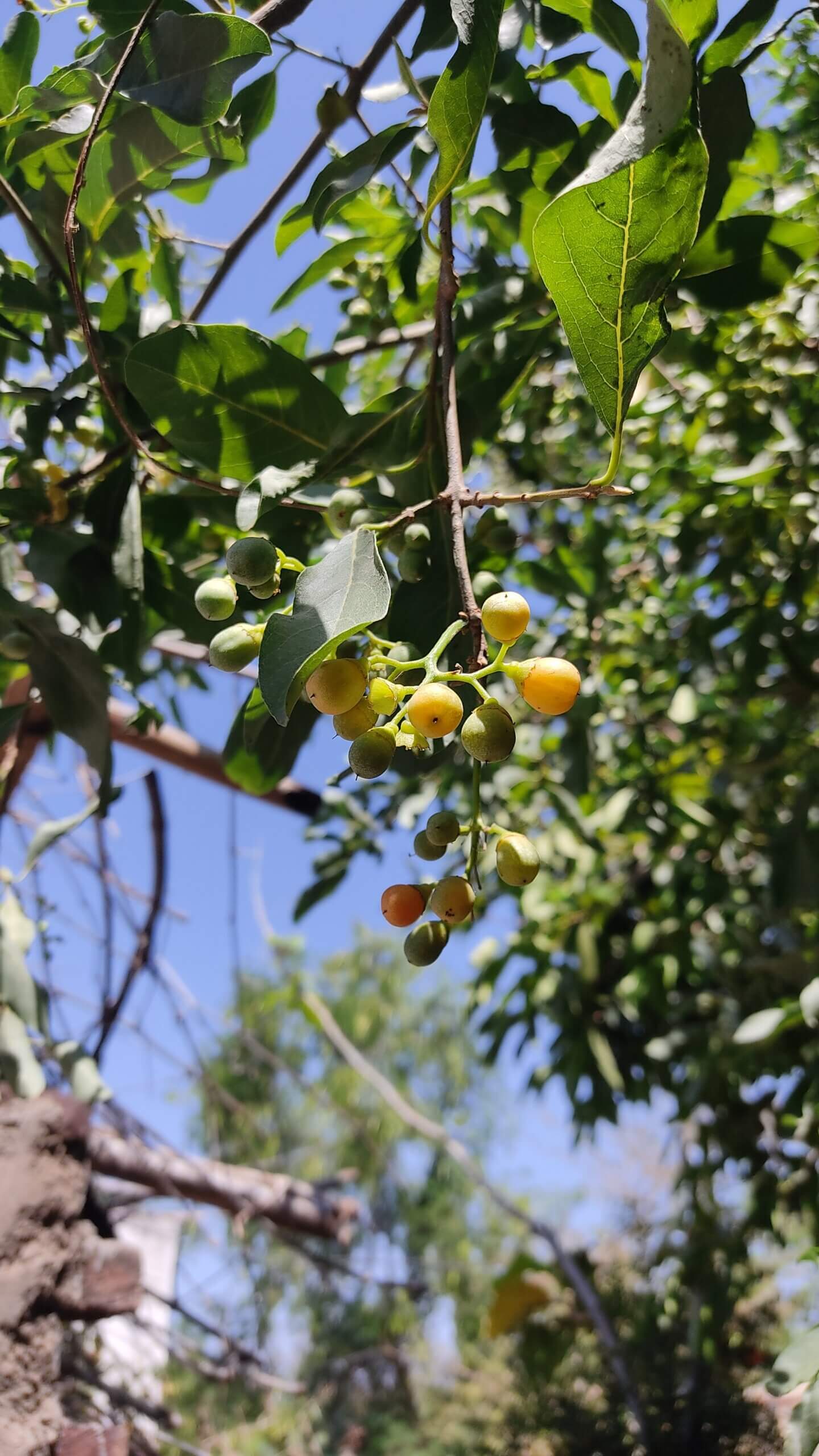 Cordia gharaf Family: BORAGINACEAE