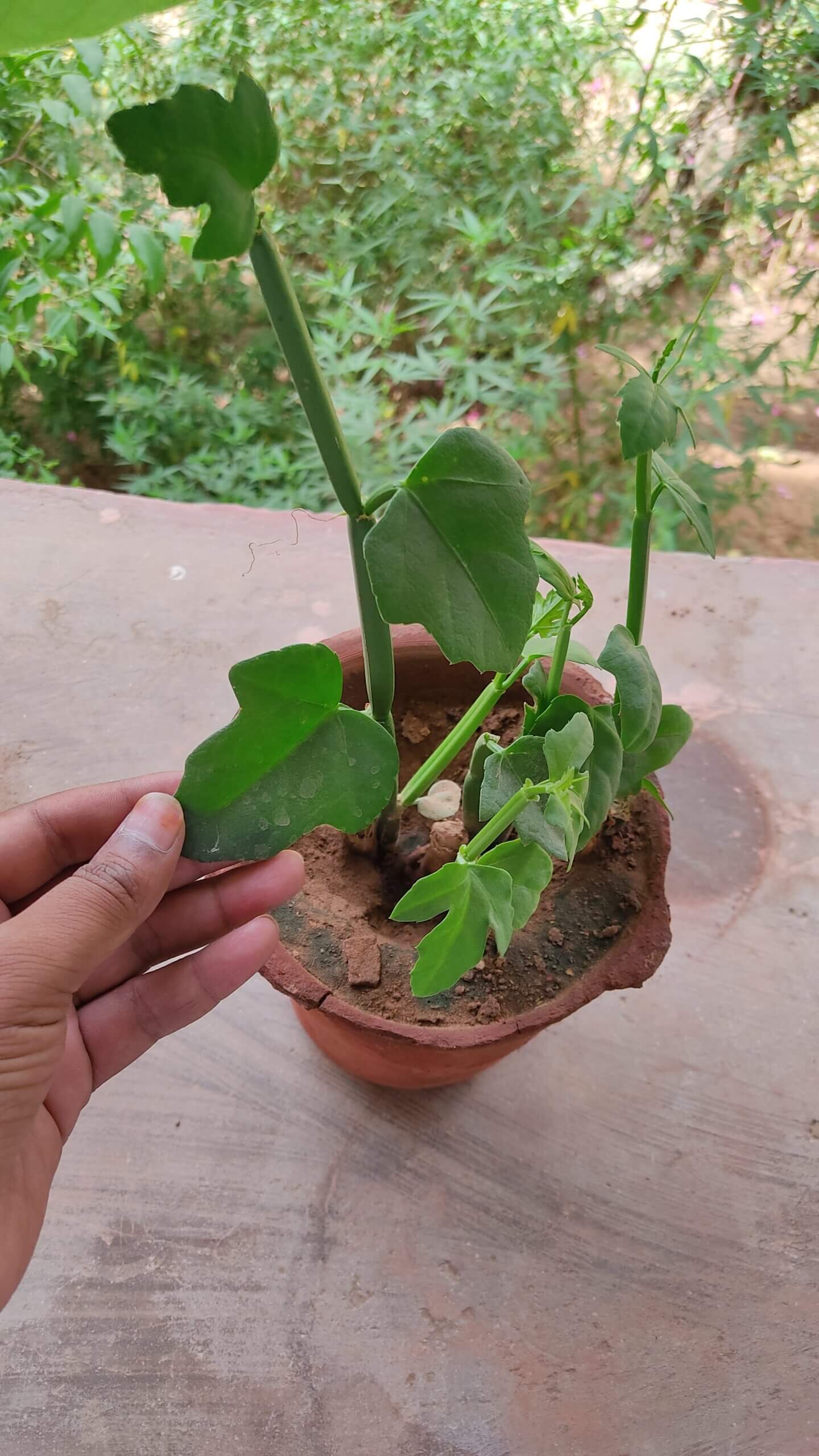 Cissus quadrangularis