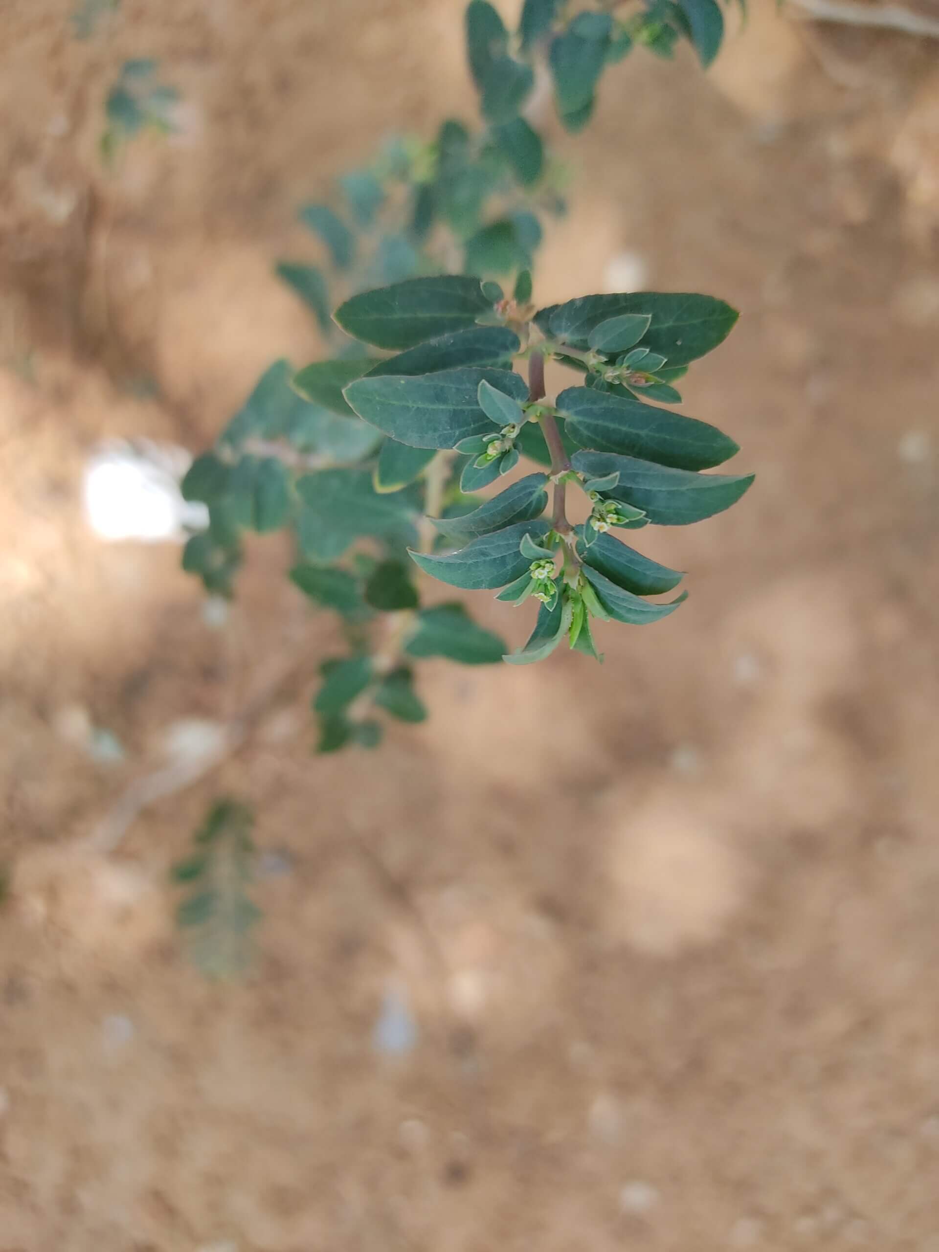 Euphorbia hypericifolia