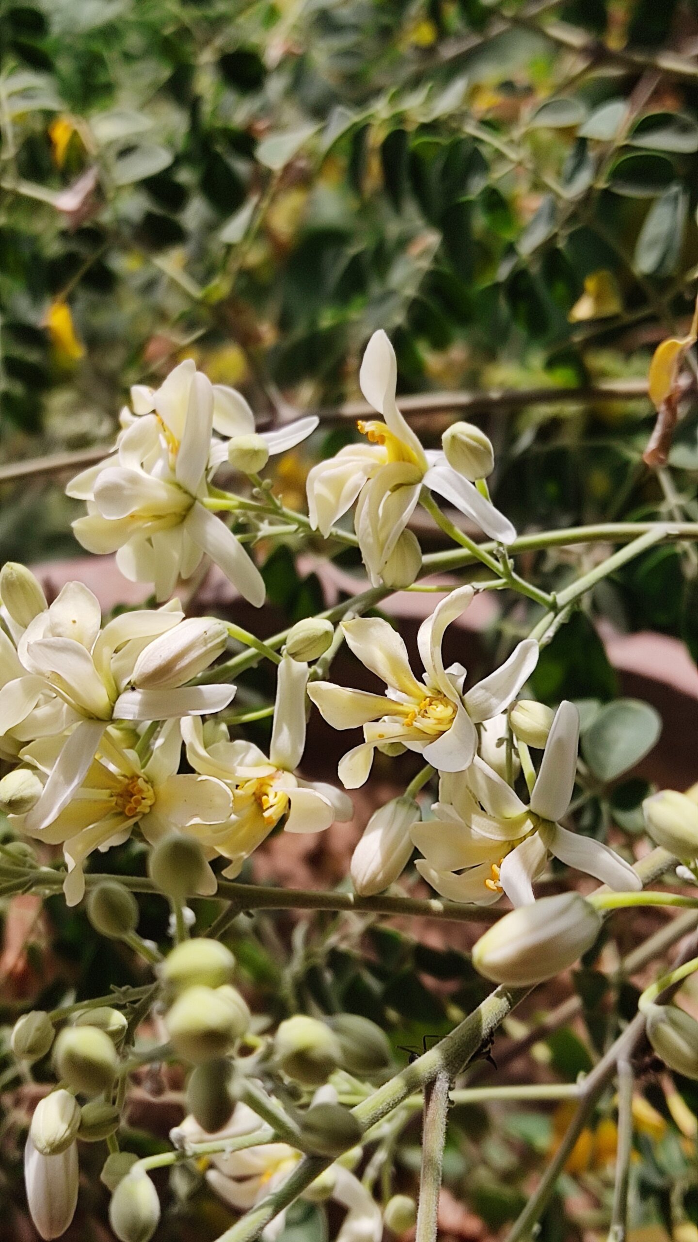 Moringa oleifera 1