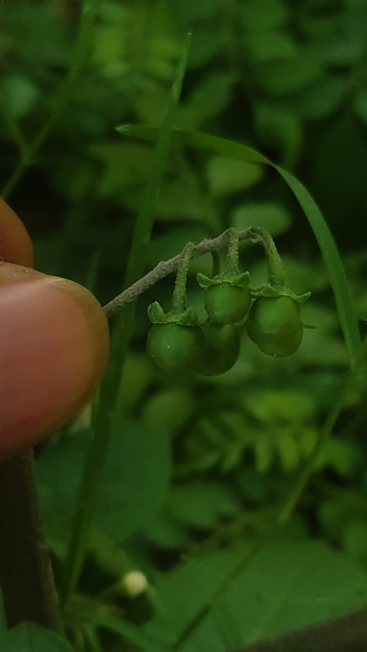 Solanum nigrum