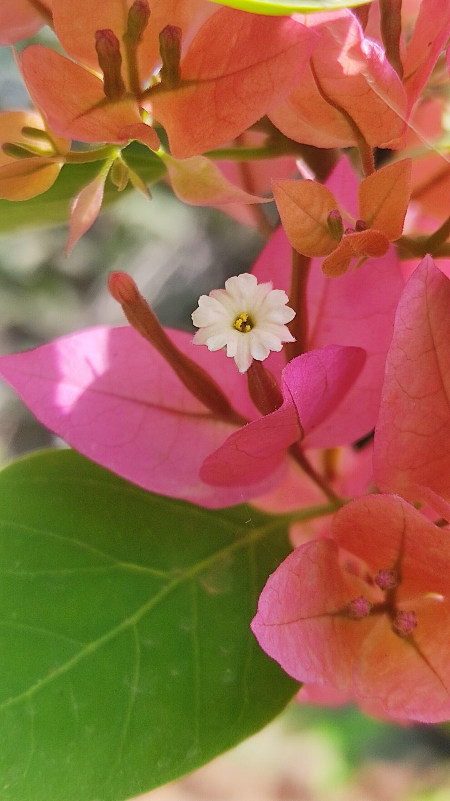 Bougainvillea spp. 1