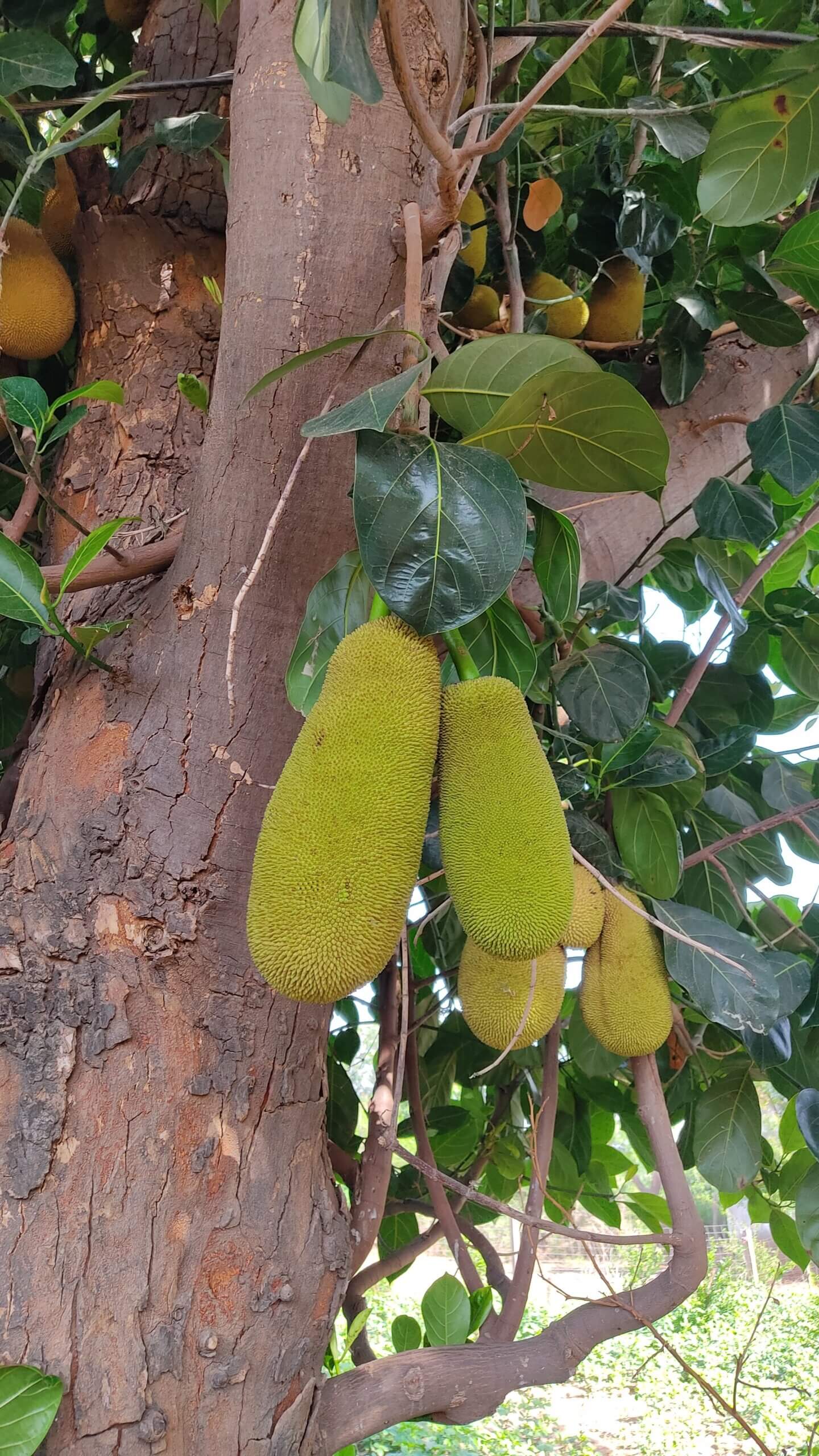 Artocarpus heterophyllus