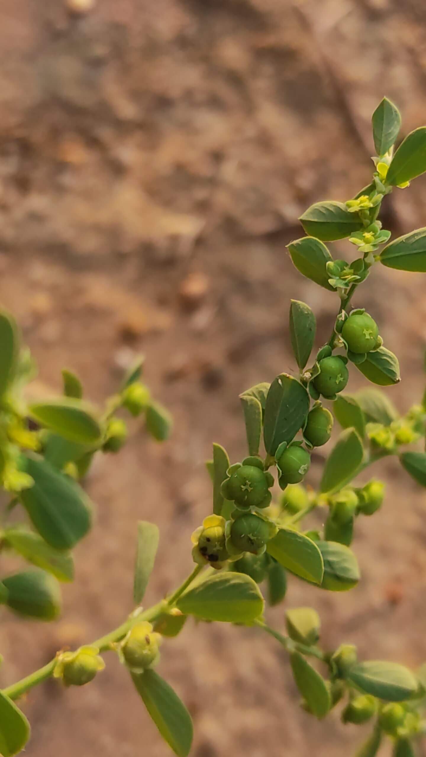 Phyllanthus maderaspatensis