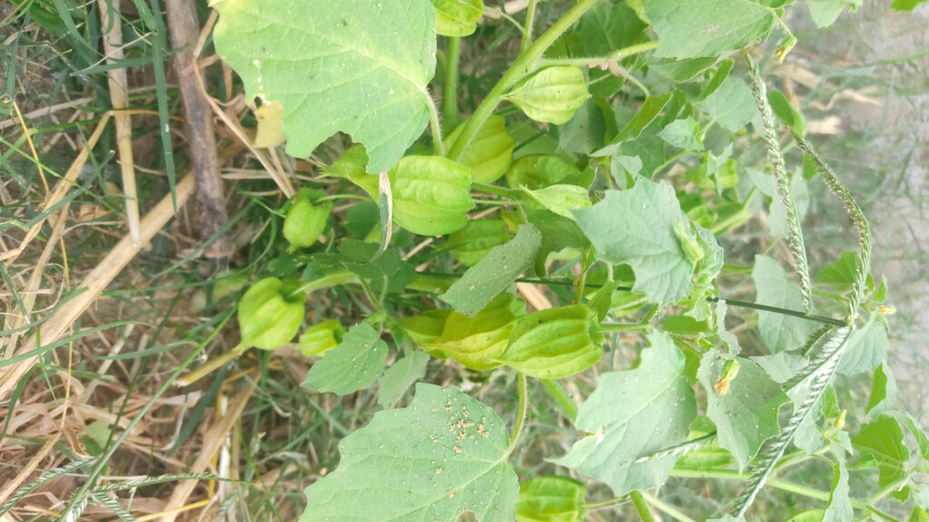 Physalis spp