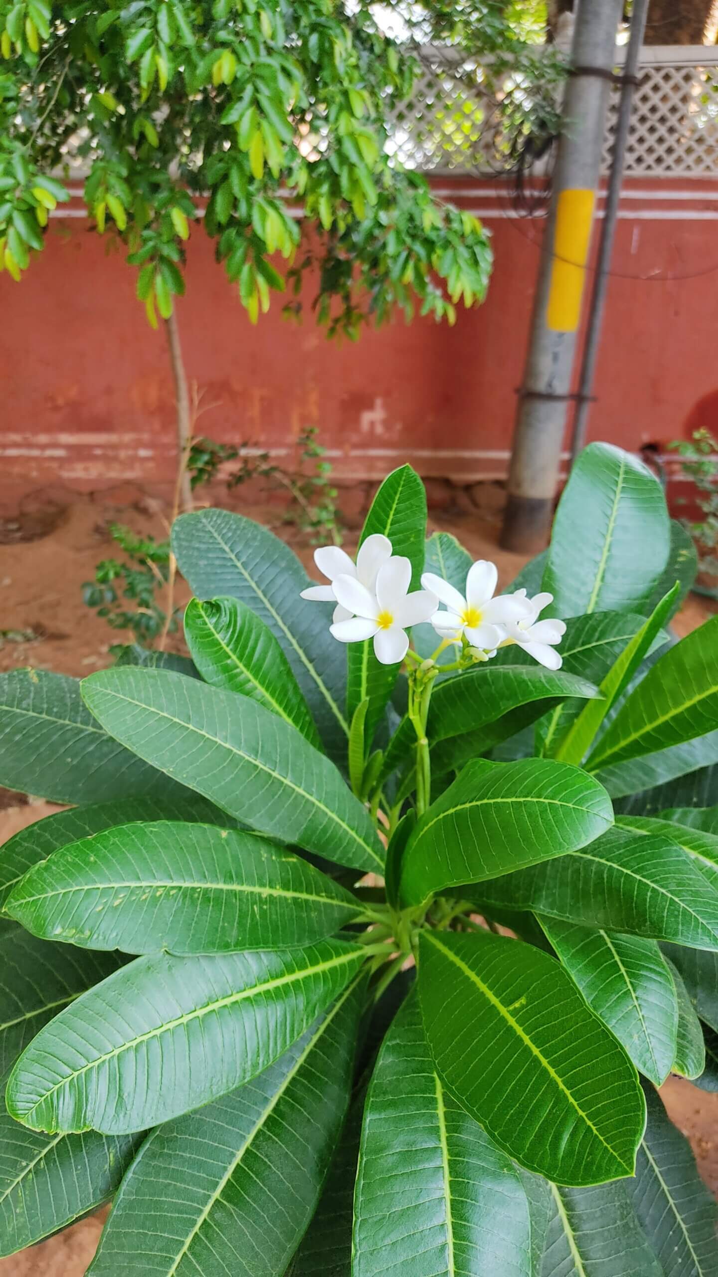 Plumeria alba