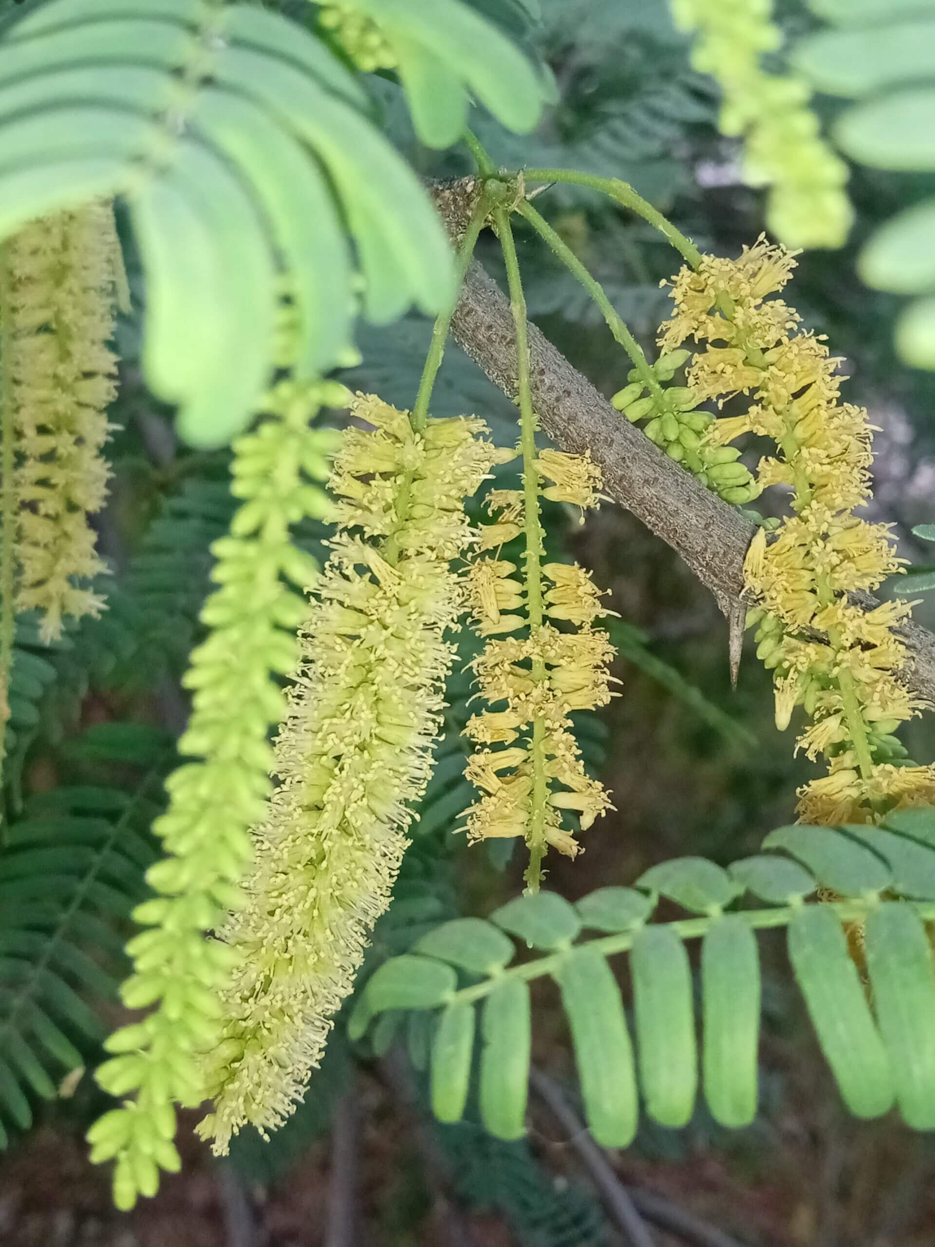 Prosopis juliflora