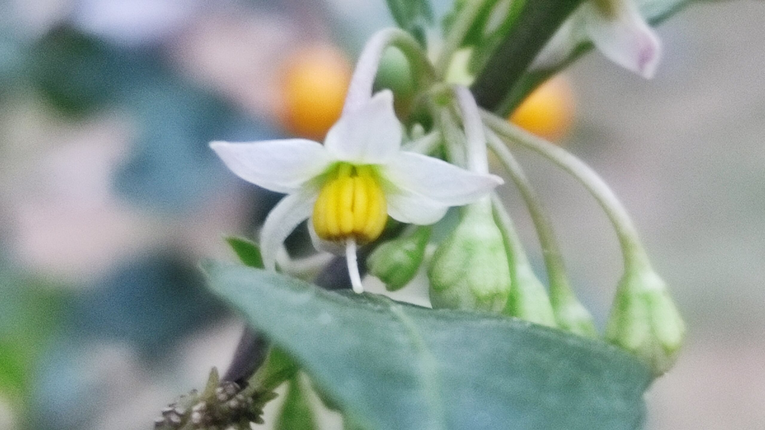 Solanum diphyllum 1