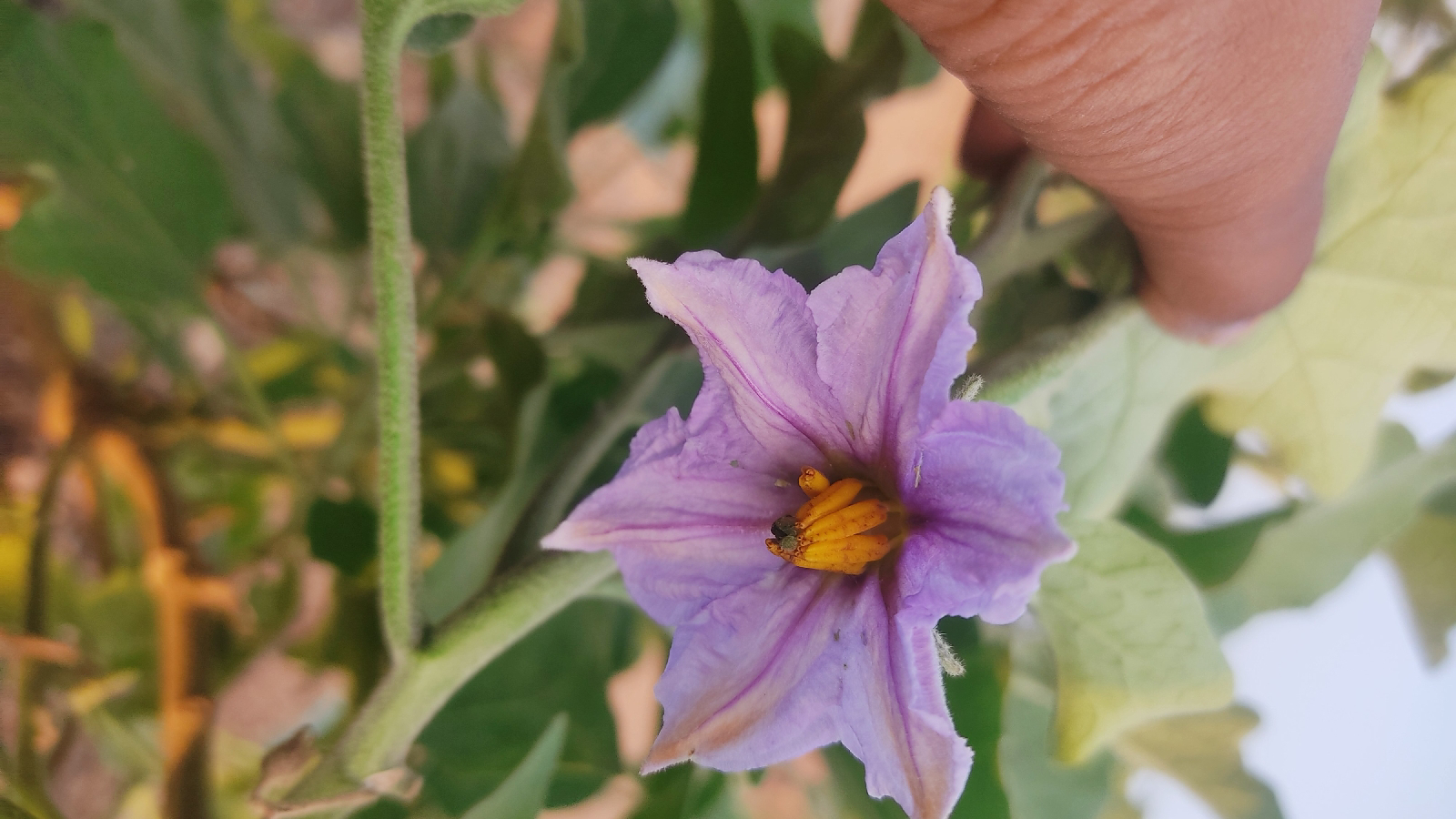 Solanum melongena L. 1