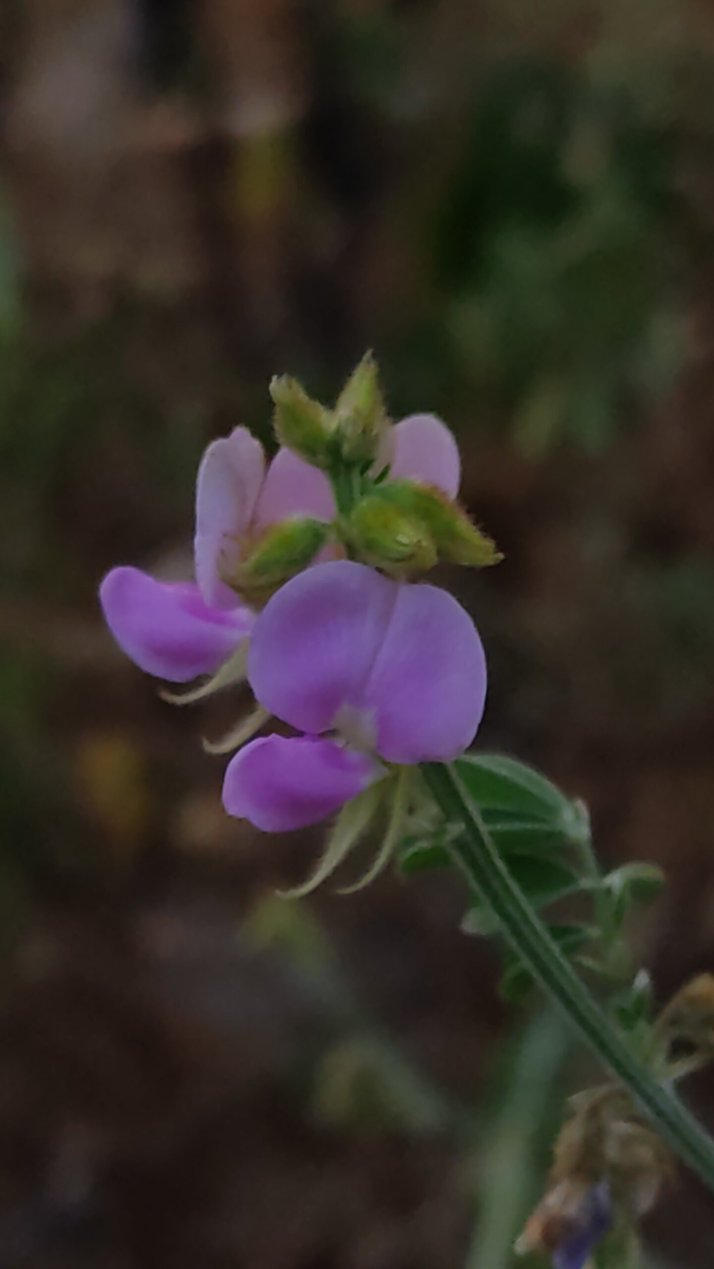 Tephrosia purpurea 1