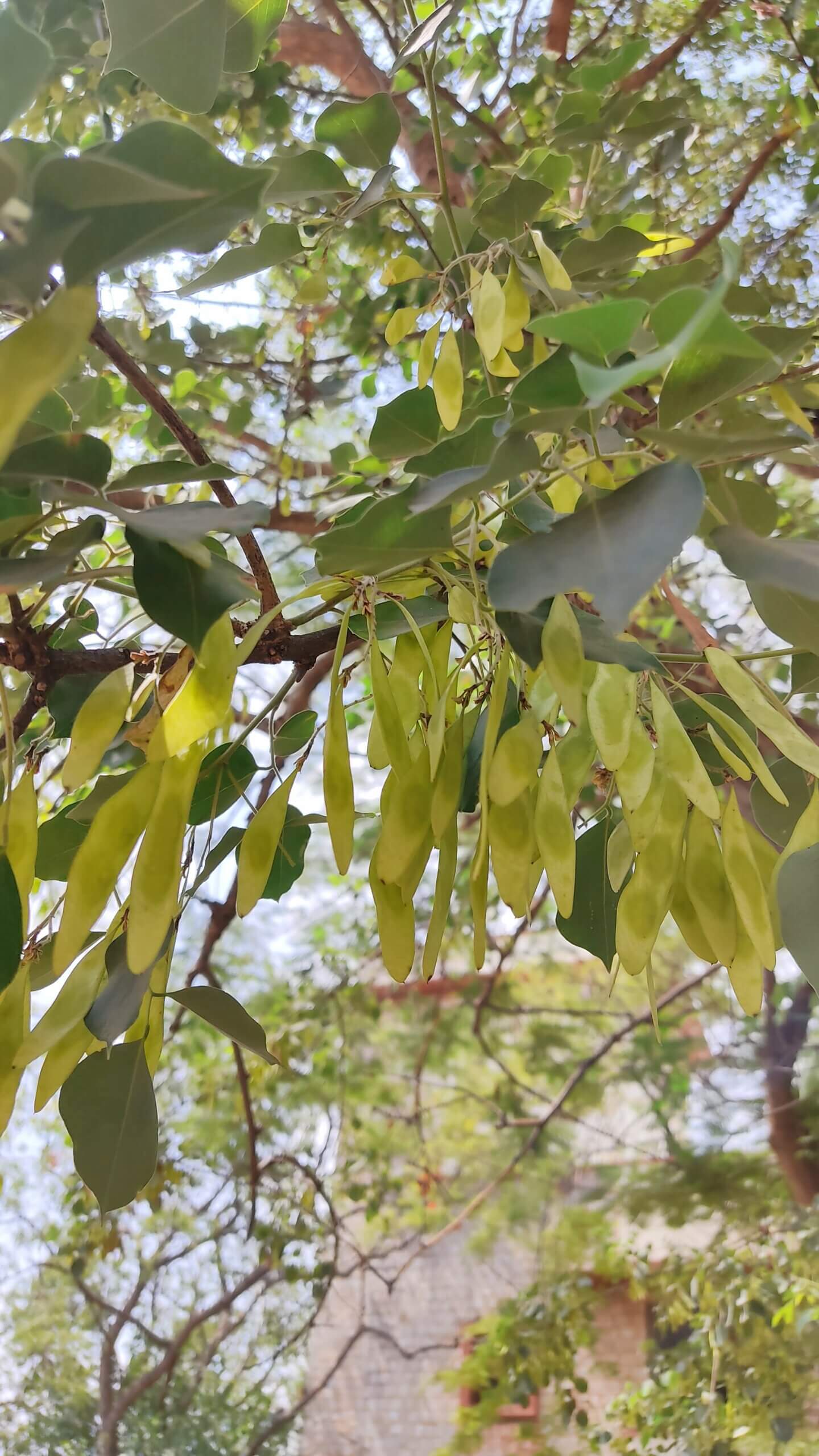 Common names: sisam tree, Indian rosewood tree.