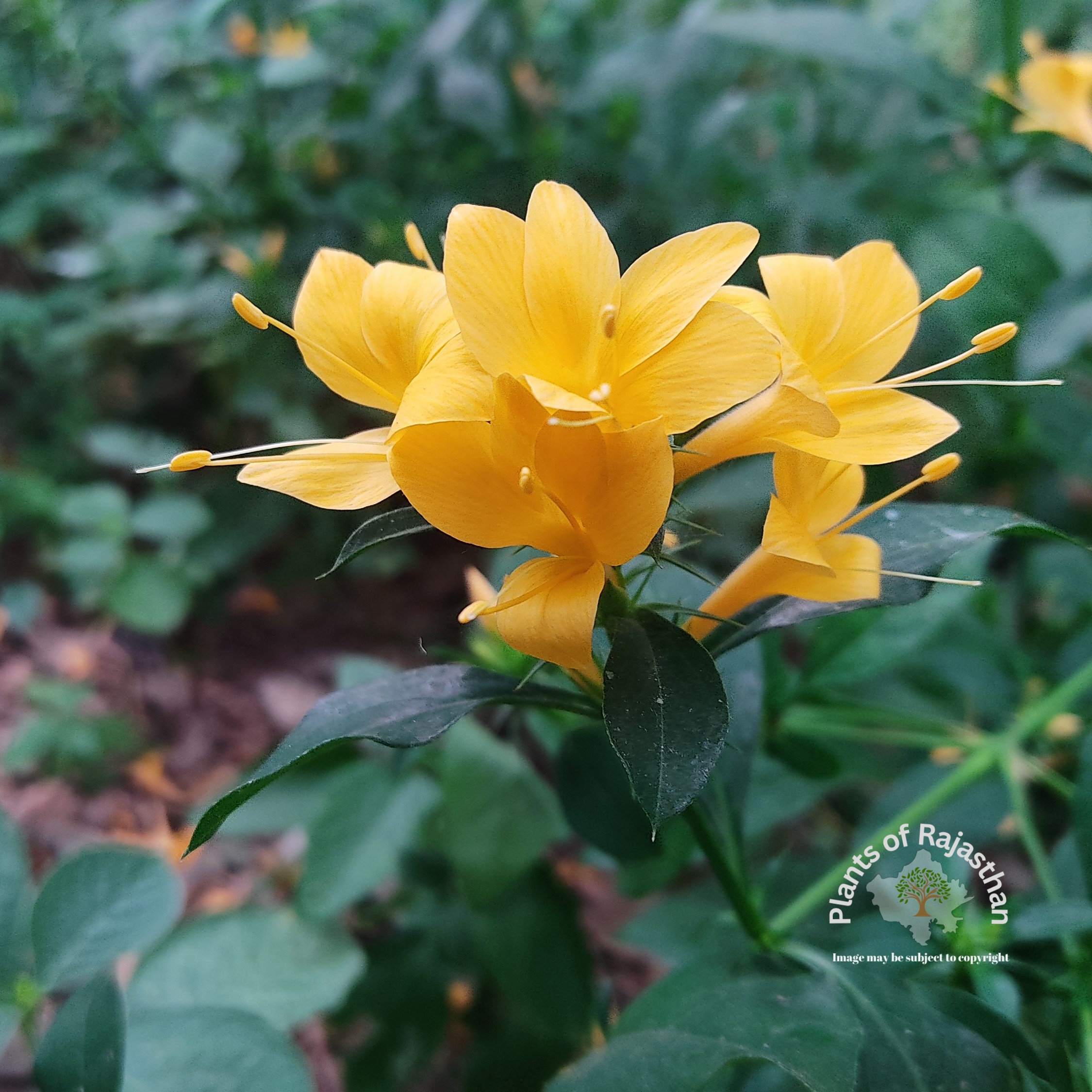 Barleria prionitis 1