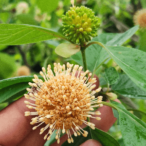 Mitragyna parvifolia Family: Rubiaceae