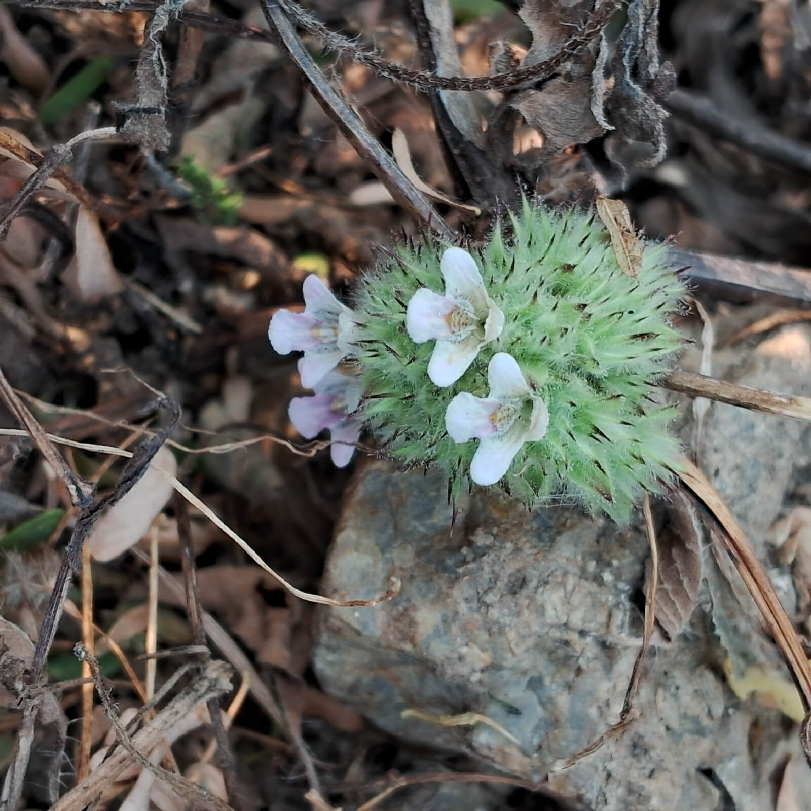 Lepidagathis cristata