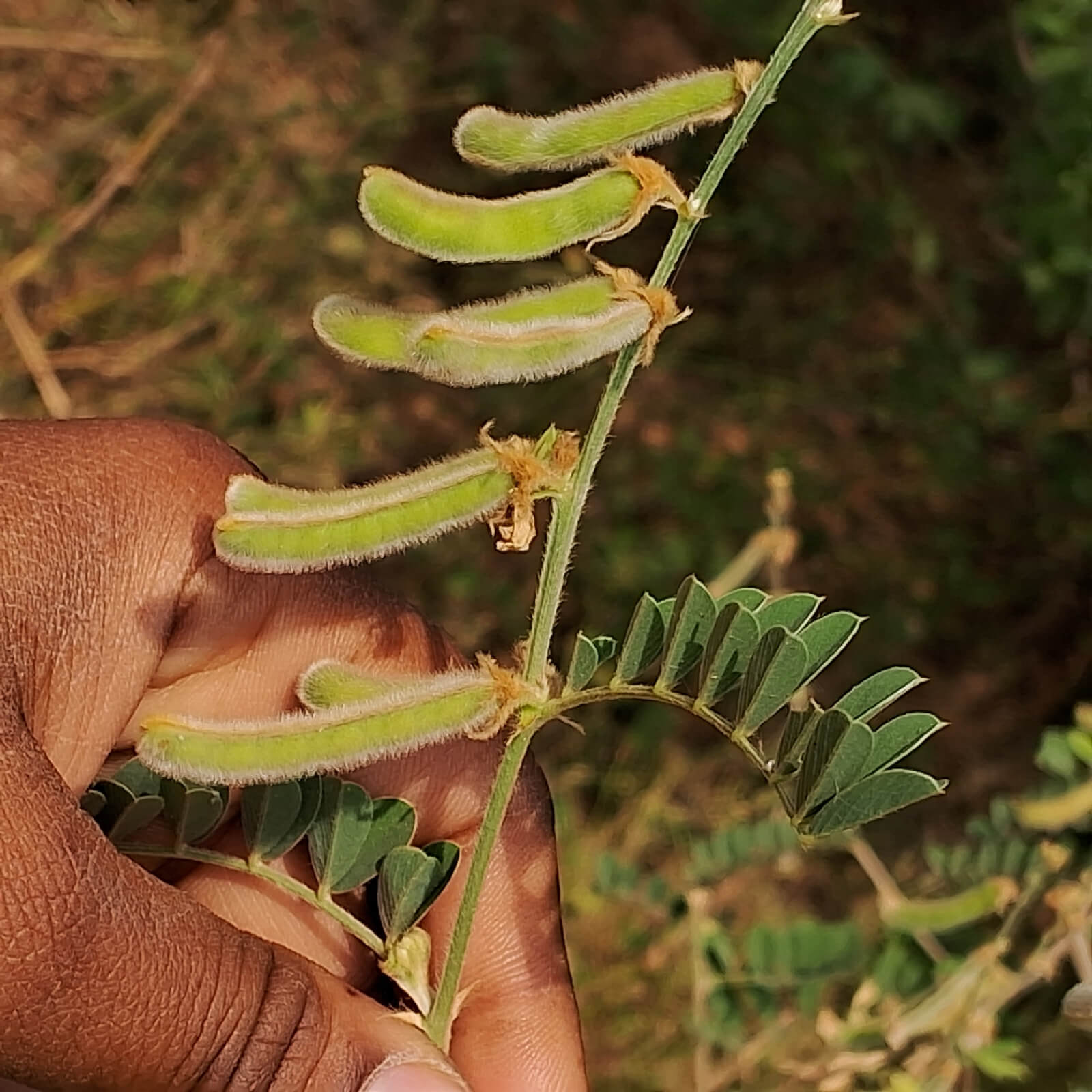 Tephrosia villosa