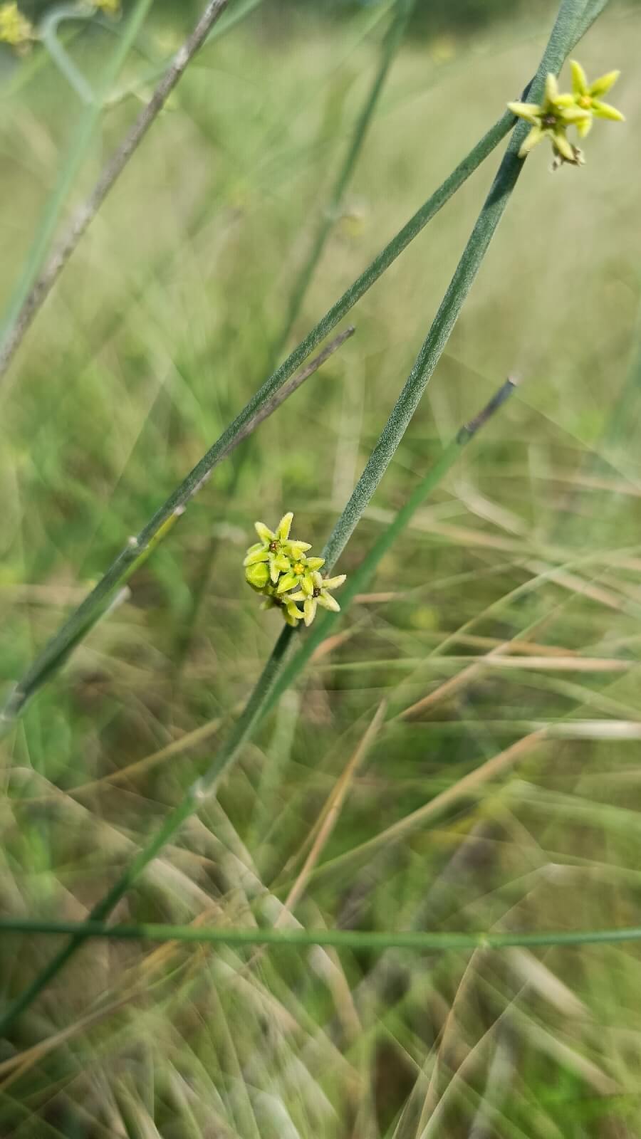 Leptadenia pyrotechnica