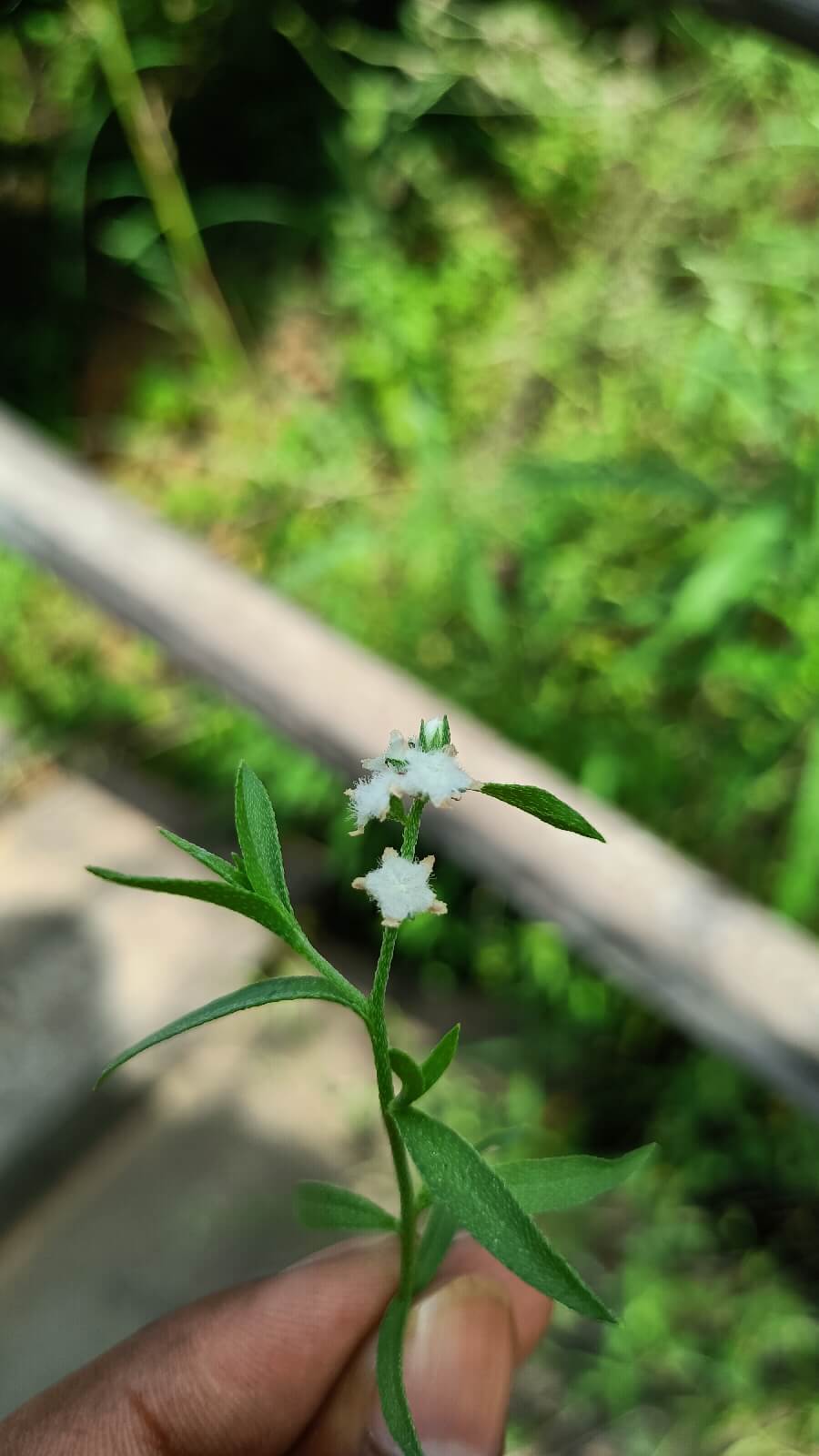 Echiochilon pauciflorum