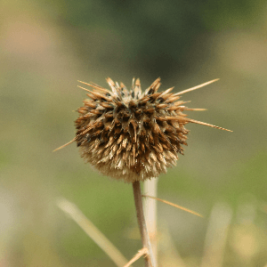 Echinops echinatus