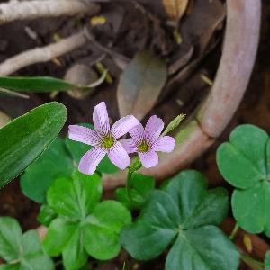 Oxalis corymbosa