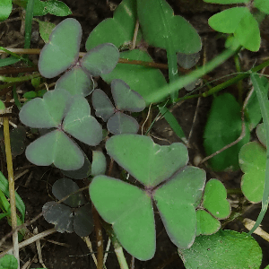 Oxalis latifolia