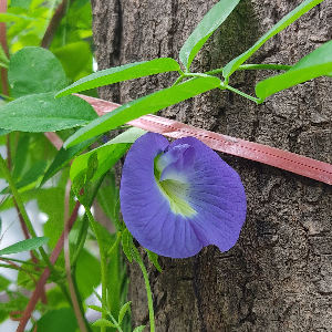 Clitoria ternatea 1