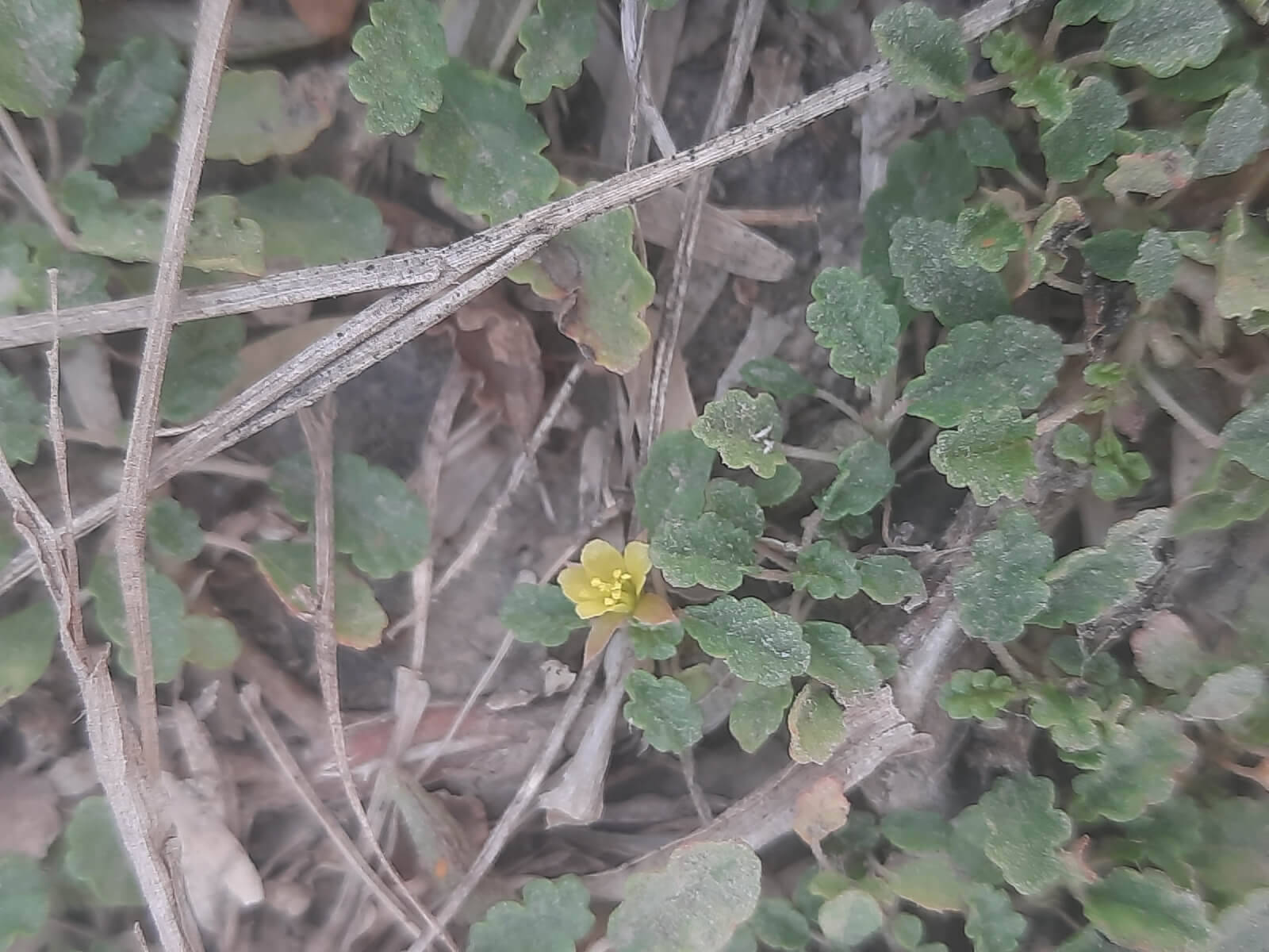 Corchorus depressus