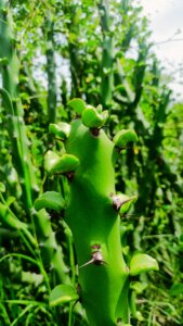 Euphorbia caducifolia