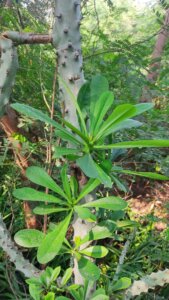 Euphorbia neriifolia