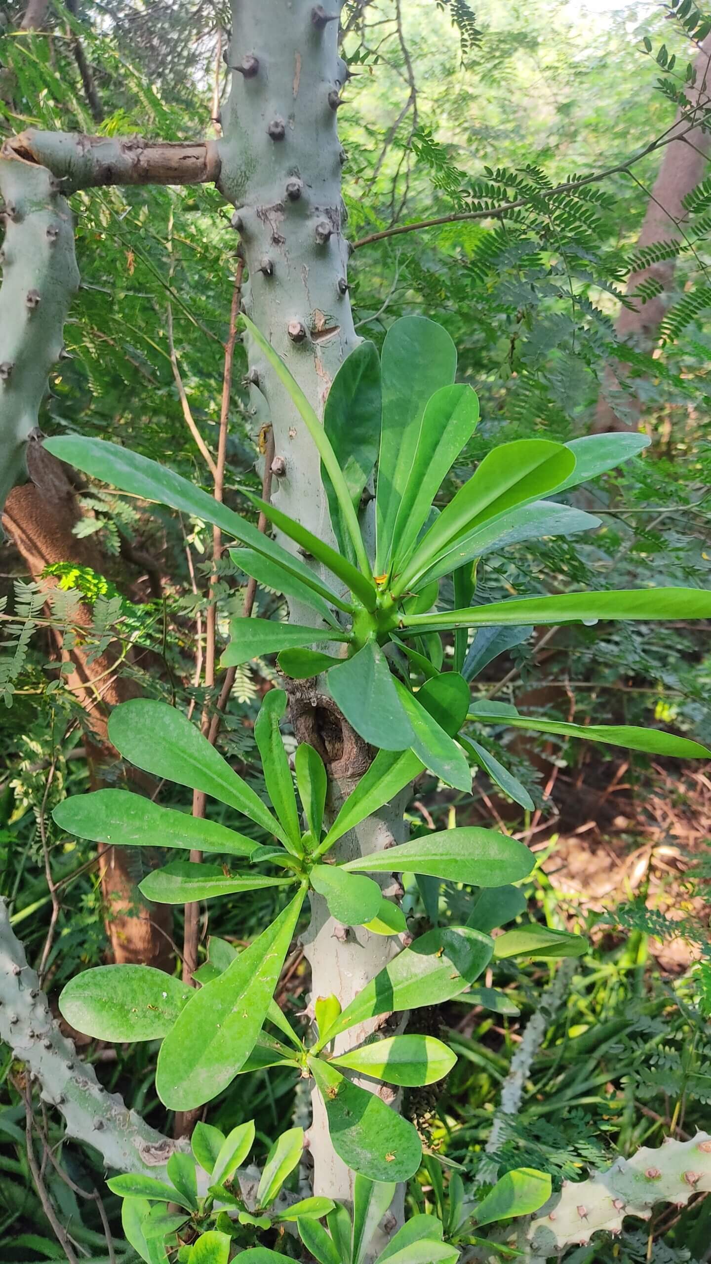 Euphorbia neriifolia scaled