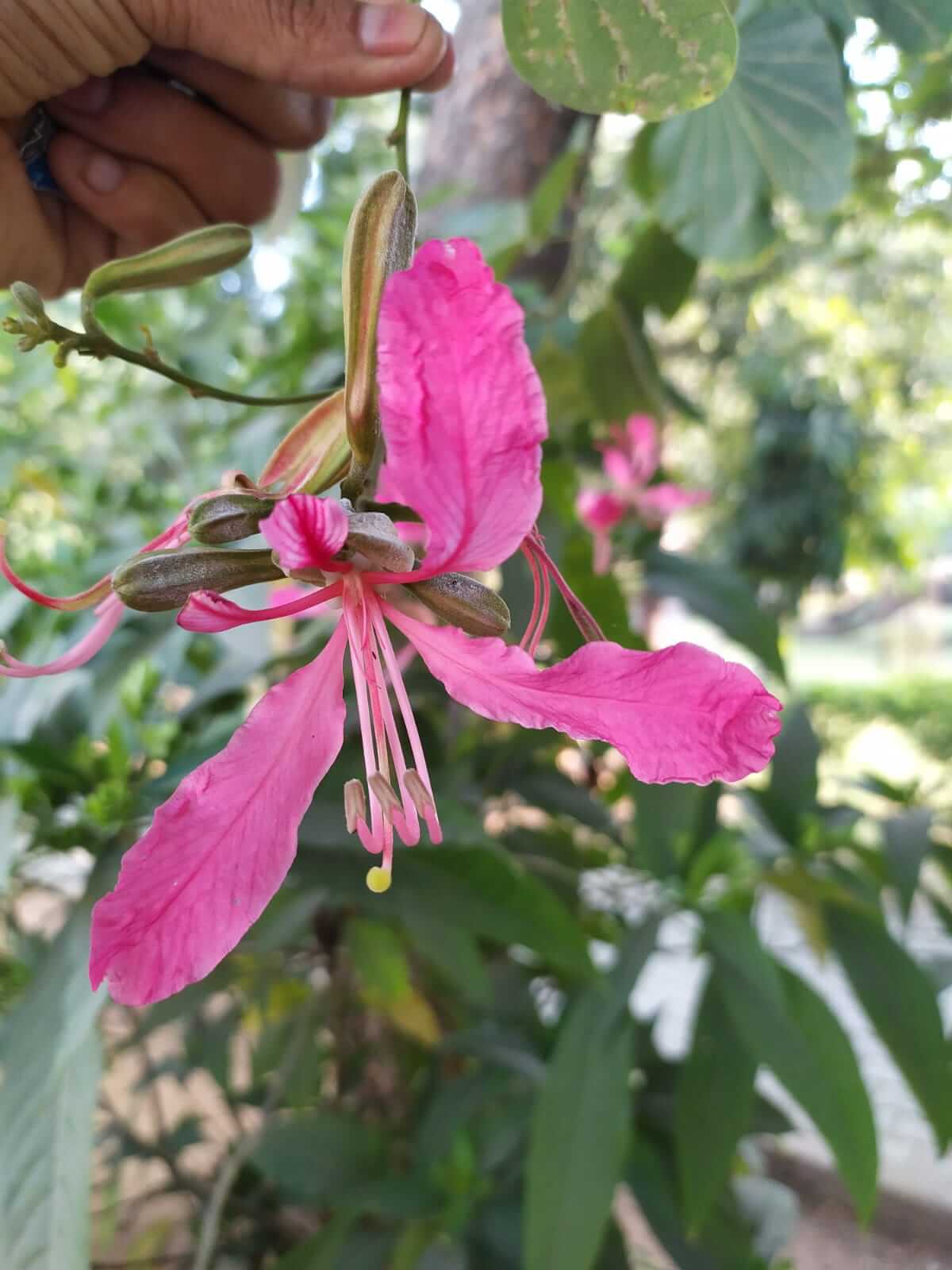 Bauhinia blakeana