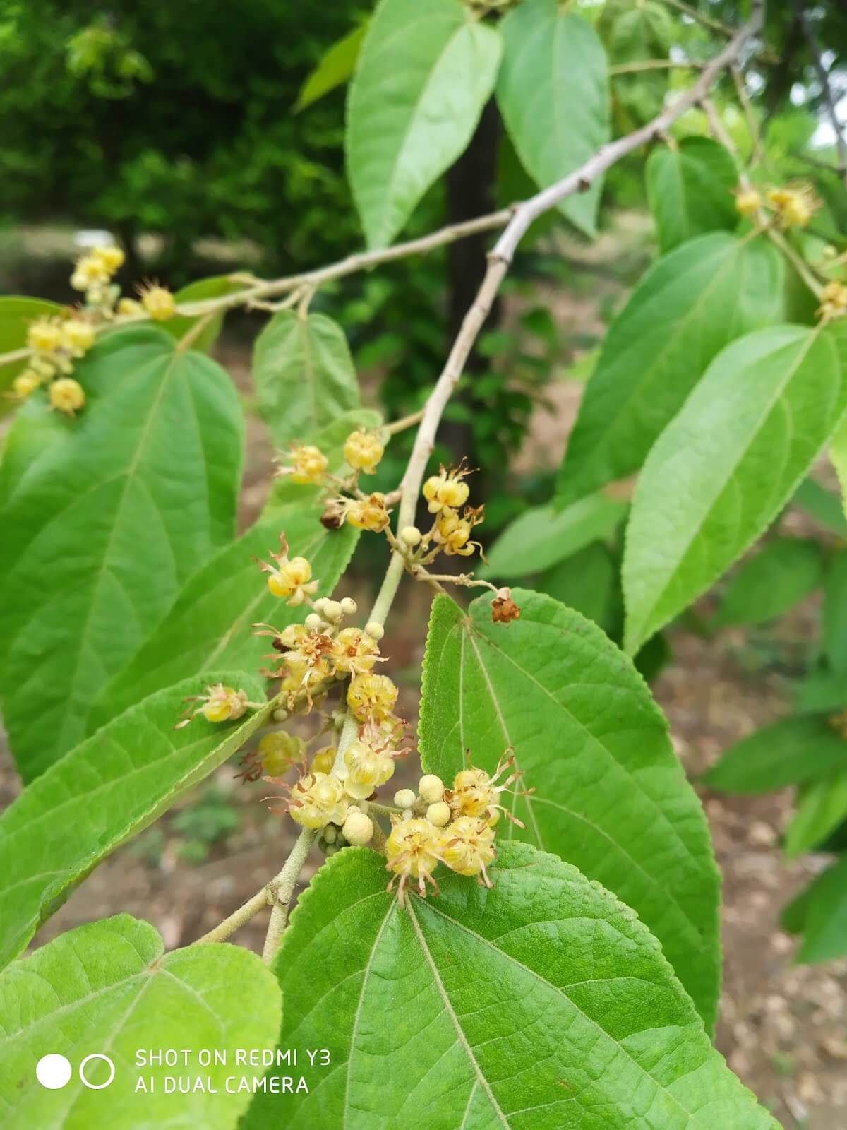 Guazuma ulmifolia