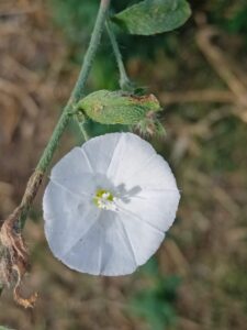 Convolvulus prostratus Forsk. 6