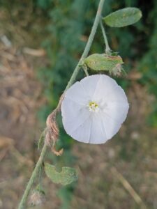 Convolvulus prostratus Forsk. 4