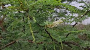 Acacia senegal #plantsofrajasthan.com