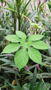 Ipomoea pes-tigridis