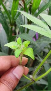 Ipomoea pes-tigridis - plants of Rajasthan