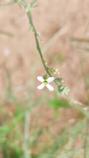 Farsetia stylosa 1