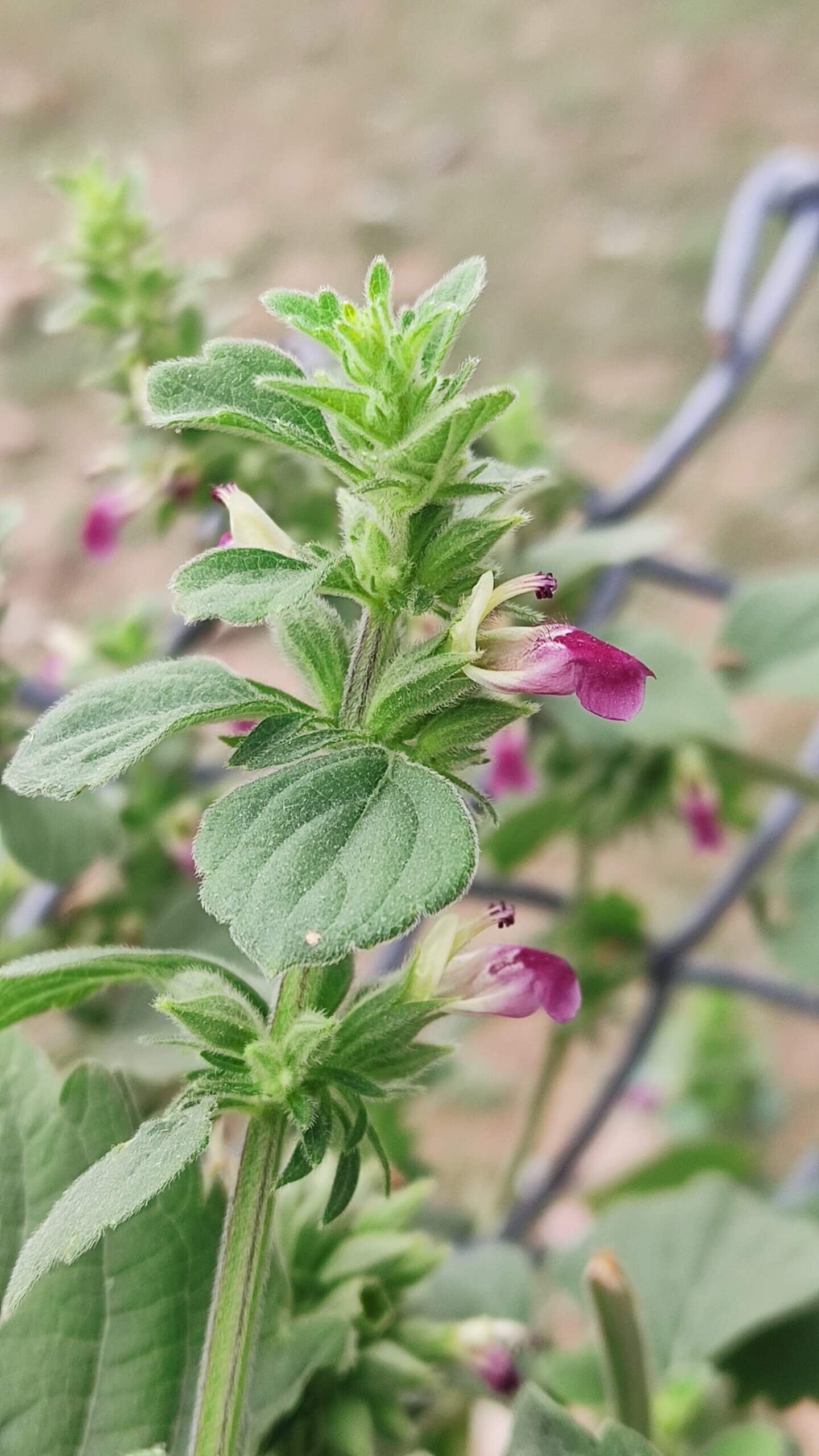 Anisomeles indica