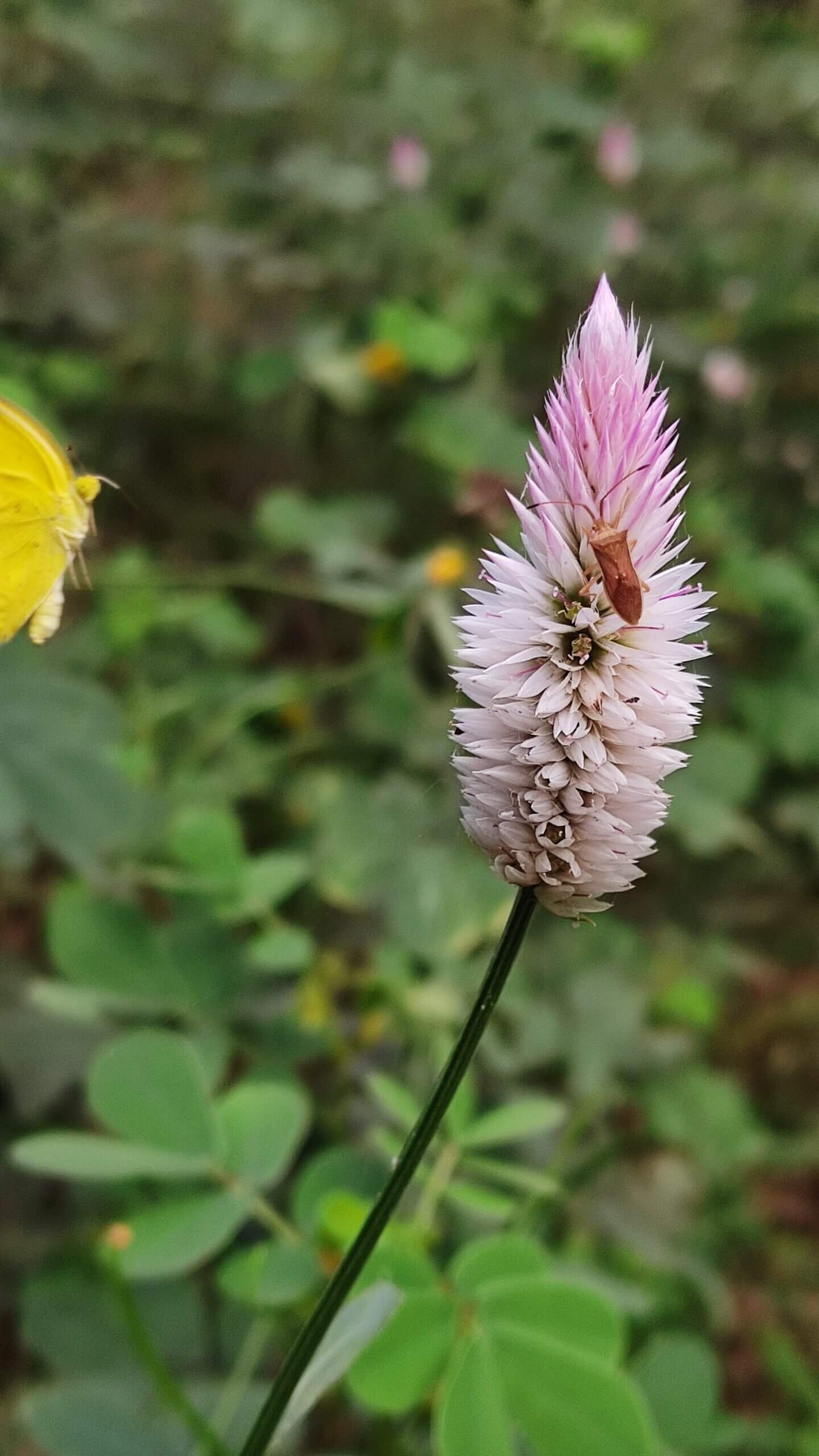 Celosia argentea