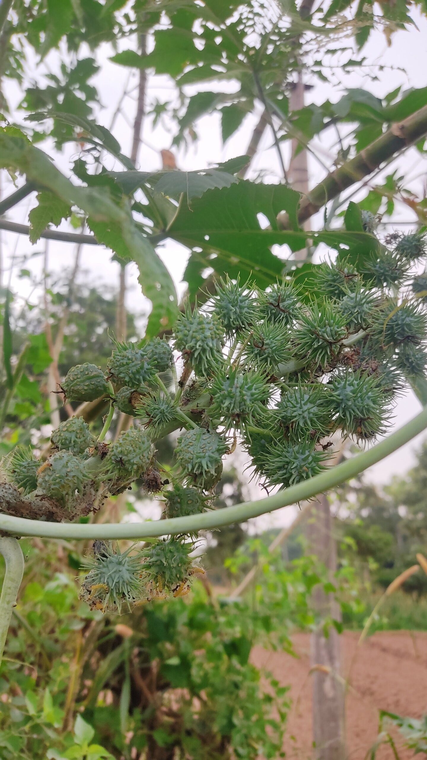 Ricinus communis 1