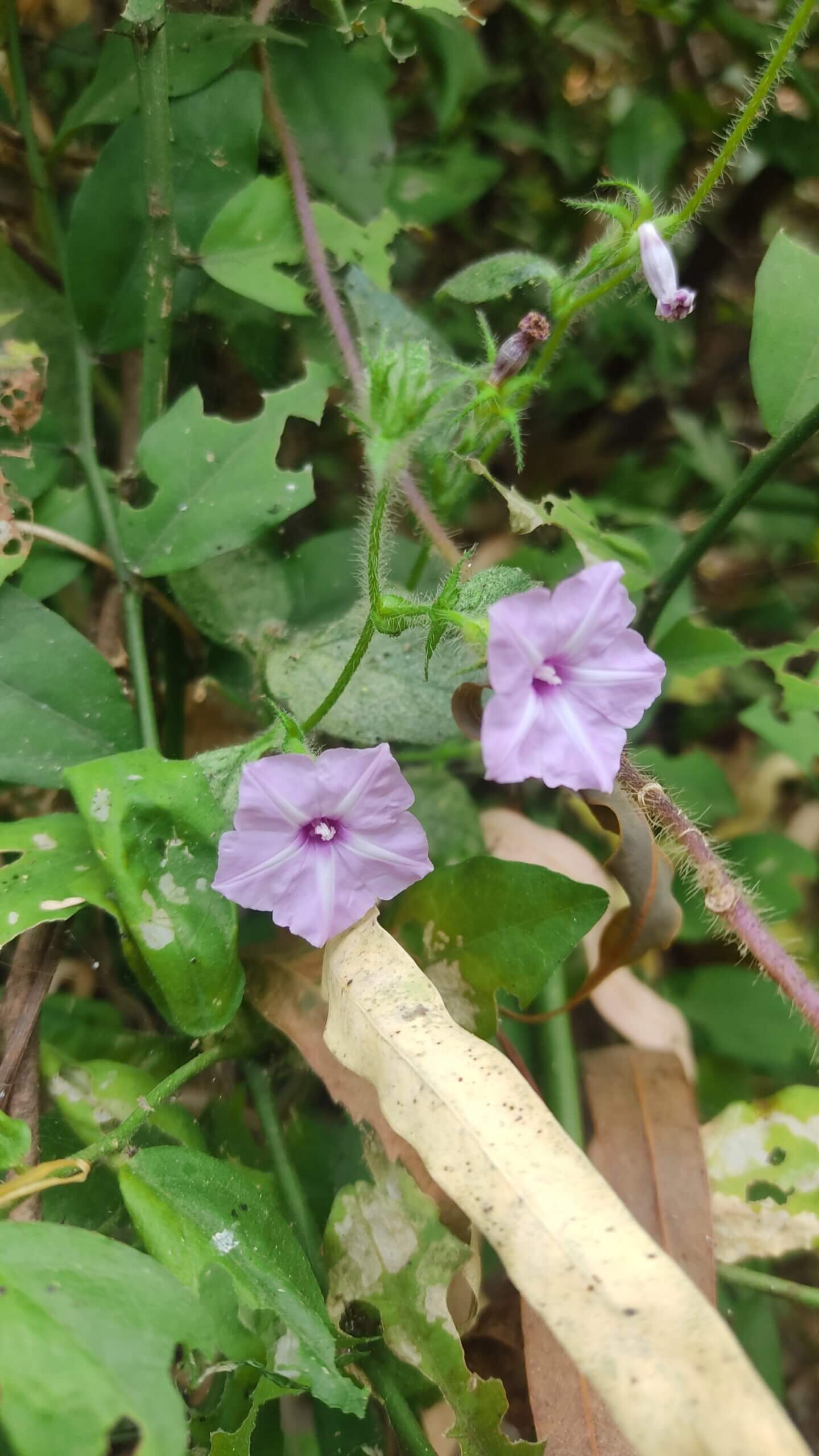 Ipomoea arachnosperma