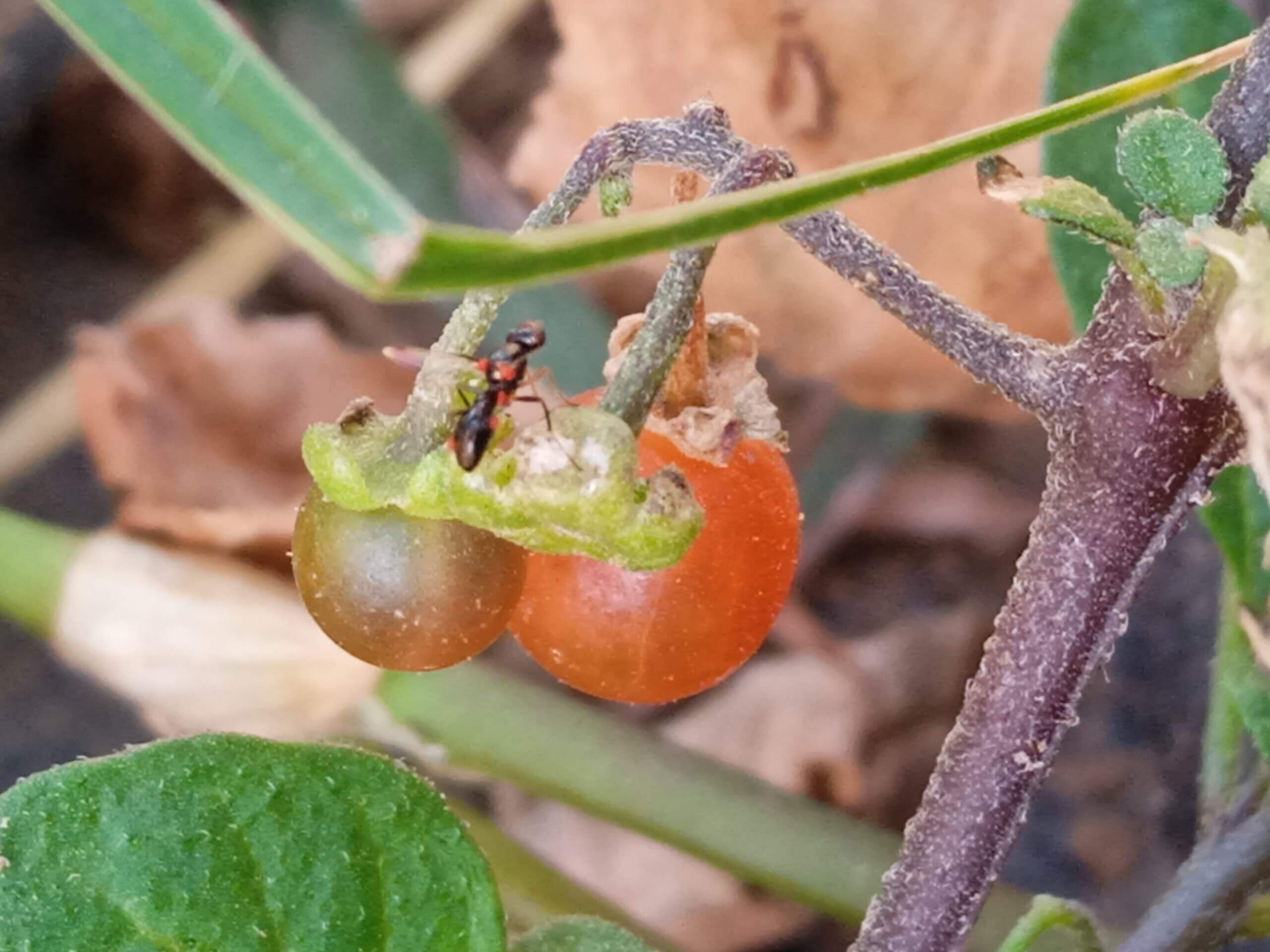 Solanum villosum