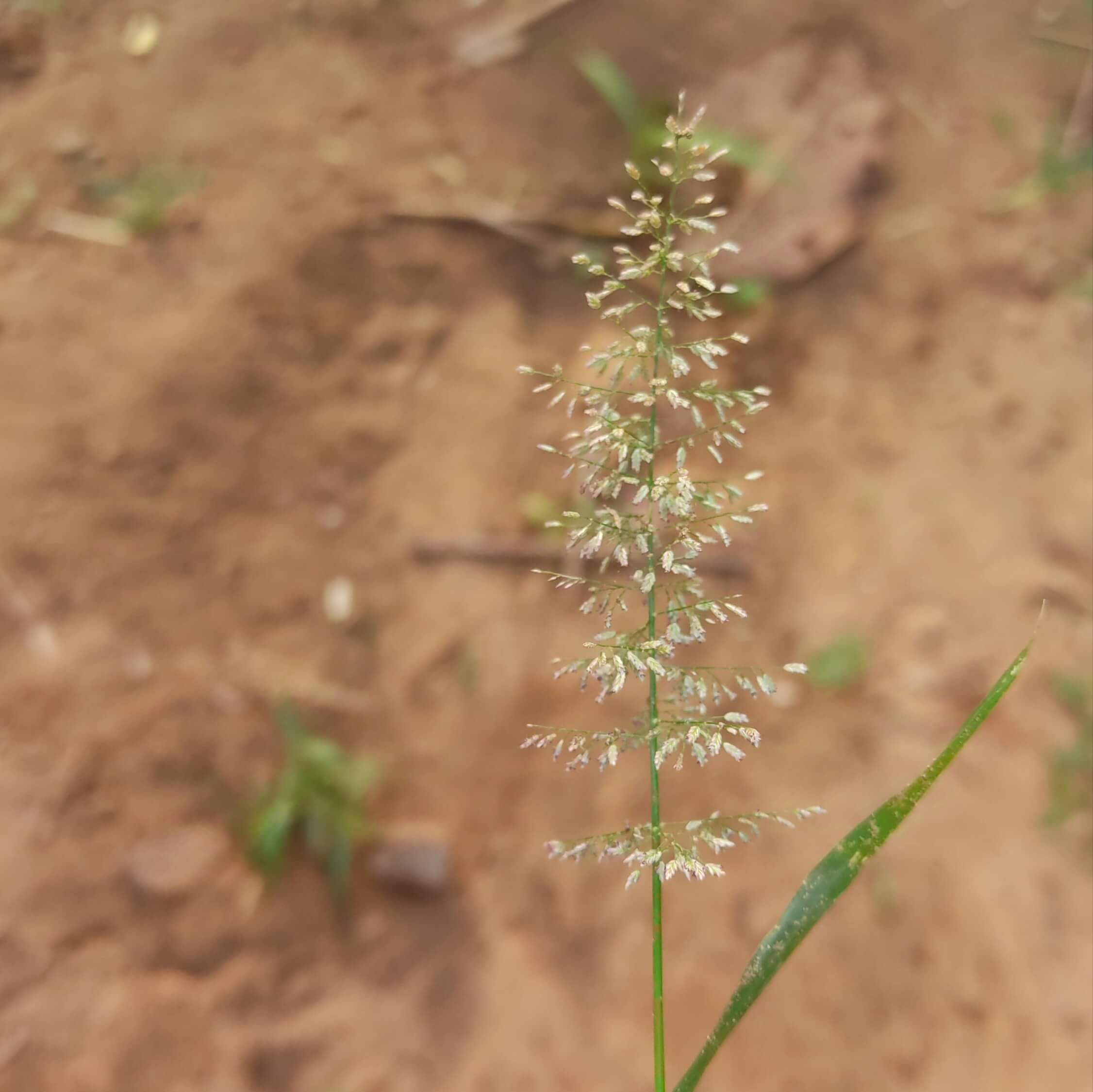 Eragrostis unioloides